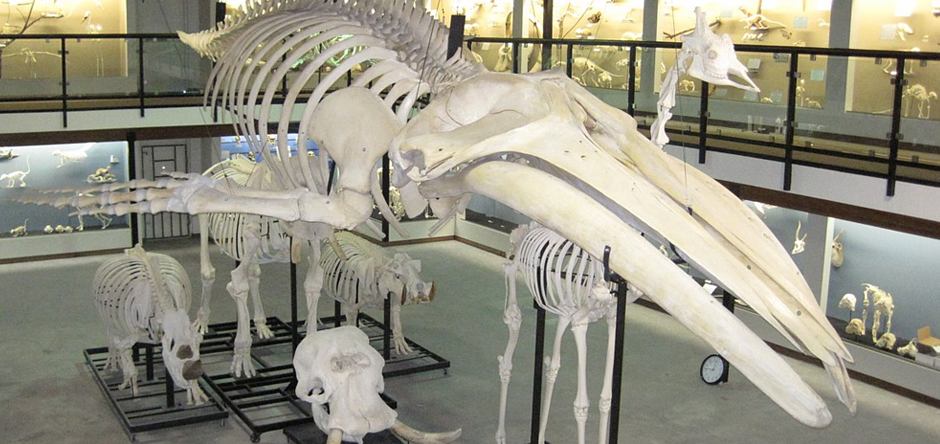 museum-of-osteology2
